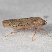 Image result for Cyphia lasiandra