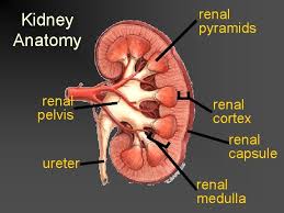 The renal medulla is split up into a number of sections, known as the renal pyramids. The Urinary System Overview Https Www Youtube Comwatch