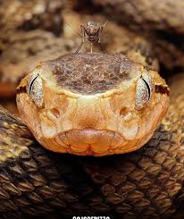 Image result for Dolichos pseudocajanus