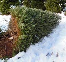 Maybe you would like to learn more about one of these? 50 New Jersey Christmas Tree Farms Jersey Family Fun