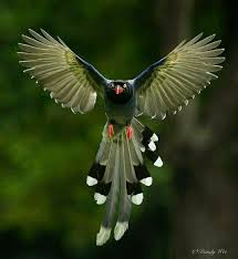 Pin By Komi Chen On Amazing Click S Bird Photography Pet Birds Beautiful Birds