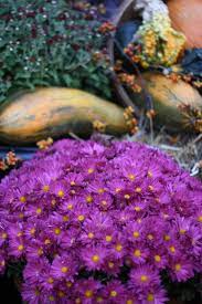Pin By Michele Casino On My Favorite Things Purple Mums Perennials Purple Wedding
