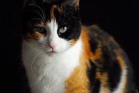 Black And White Cat With Brown Eyes From Site Berryclaw Tortoiseshell Tom With Green Eyes Mate Bramblestar Kits Lightningtail Breezefall Leafripple M Cat Website Calico Kitten Calico Cat