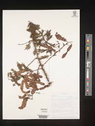 Image result for Acacia kirkii