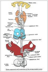 The Extrapyramidal System Spinewave Pain Wellness