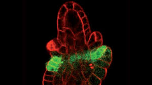 The impact factor 2018 of plant physiology is 6.305, which is just updated in 2019. Plant And Cell Physiology Oxford Academic