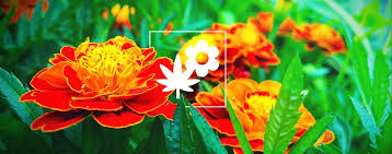 However, when using marigolds as a companion plant, you do need to pay extra attention to the size of the plant. Cannabis Companion Planting Marigold How To Grow Weed