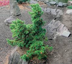 Growing evergreen trees in zone 7 can include flowers and don't have to be traditional narrow leaf specimens. Trees For Tight Spaces Finegardening