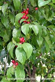 Image result for Flacourtia