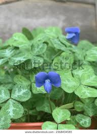 Image result for Parochetus