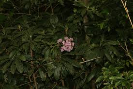 Image result for Morinda asteroscepa