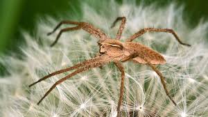 Image result for große winkelspinne biss haut reaktion