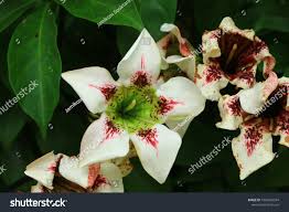 Image result for Rothmannia longiflora