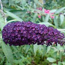 Das zeitige frühjahr ist die richtige zeit, um den sommerflieder zu schneiden. Sommerflieder Black Knight Buddleja Davidii Black Knight Der Sommerflieder Black Knight Hat Grosse Dunkelviolette Duftende Blutenrispen Native Plants