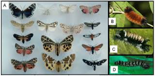 Check spelling or type a new query. Tiger Moth Adults Larvae Diversity A Diversity Of Adult Habitus Download Scientific Diagram