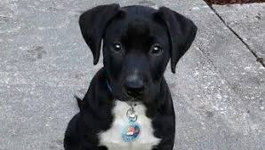 A pitbull lab mix is a labrador retriever and pitbull hybrid. Pitbull Lab Mix The Complete Bullador Guide My Dogs Info