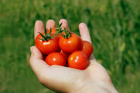 Und halt die frage, wann düngen. á… Tomaten Dungen Anleitung So Geht Es Richtig In 2021