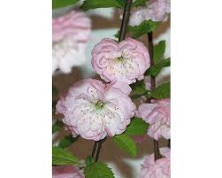 Image result for mandloň trojlaločná