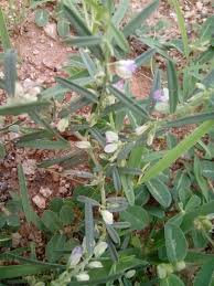 Image result for Polygala erioptera
