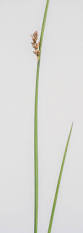 Image result for Juncus kraussii