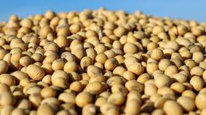 New Conventional Soybean Offers Strong Yield, Disease Resistance