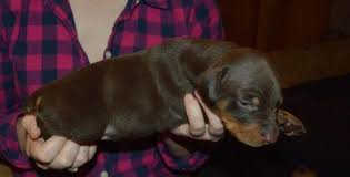 Providence dobermans is located in sunny central florida. Akc Purebred Doberman Pinscher Puppies For Sale In Zephyrhills Florida Classified Americanlisted Com