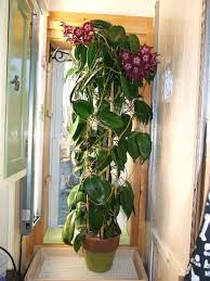 This hoya plant will be shipped in 3.5″ pot. Hoya Macgillivrayi Page 2 Vermont Hoyas