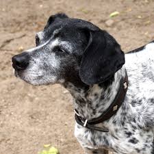 Unsere vermittlungsplätze sind ausgelastet, deshalb führen wir eine warteliste für hunde, katzen und kleintiere zur aufnahme in unser tierheim. Unsere Hunde Bei Tiere Suchen Ein Zuhause Tierheim Duisburg