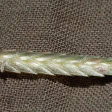 Image result for Eragrostis sclerantha