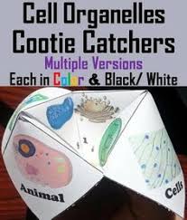 Check spelling or type a new query. 130 Animal Cell Project Ideas In 2021 Cells Project Animal Cell Project Animal Cell