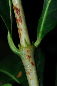 Image result for Coffea salvatrix