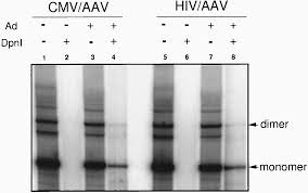 Image result for White 1997 AAV