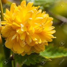 Pom1606 p.chienlung jewel queenpom 1.7. The Yellow Pom Pom Like Flower Of A Kerria Bloom Stock Photo Picture And Royalty Free Image Image 13311817
