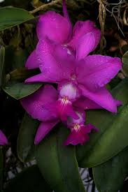 Image result for Cynorkis buchananii