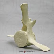 Sales of his carvings allows him to support his lifestyle in alaska. Humpback Whale Vertebra And Intervertebral Discs Bone Clones Inc Osteological Reproductions