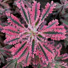 Mother Of Thousands Kalanchoe In 2020 Plants Unusual Plants Rock Garden Plants