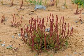 Image result for Rumex