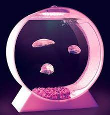 Have A Jellyfish Aquarium Jellyfish Tank Pet Jellyfish Jellyfish
