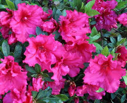 Azalea Japonica The Japanese Azalea Rhododendron Plant Azaleas Bonsai Making