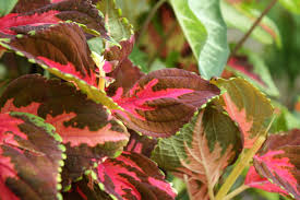 We did not find results for: Top 10 Shade Plants For North Houston Kingwood Garden Center
