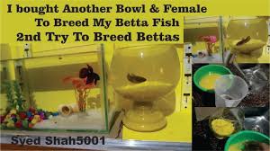 Reintroducing My Male And Female Betta Fish Together 2nd Try To Breed Betta Fish Betta Breeding Betta Fish