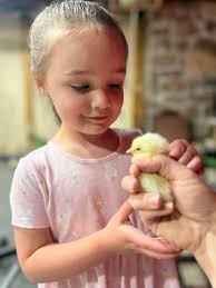 I have 6 1 week old chicks, would it be okay to put a 3/4 week old very  calm sweet buff Orpington with them?