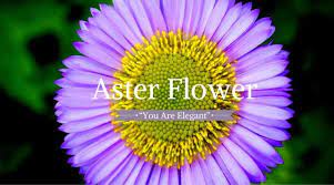 Funeral Flowers And Their Meanings The Ultimate Guide Flower Meanings Funeral Flowers Aster Flower