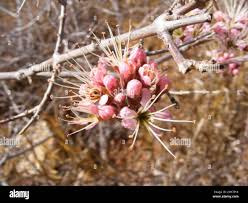 Image result for Combretum mossambicense