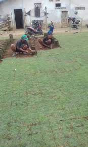 5) setelah drainase dibuat, saluran galian ditimbun kembali dengan pasir setebal l0 cm. Rumput Jepang Pandaan Dari Lahan Kita Di Malang Tahun 2021 Rumput Taman Malang