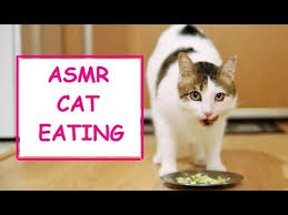 Funny And Cute Cat Mia Cok Komik Kedi Videosu Youtube