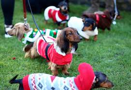 The dog's unconstrained and smooth gait is enhanced by its powers of stamina, ease of movement, and dexterity. Photos Annual Christmas Sausage Dog Walk In London S Hyde Park