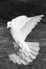 Black And White Pigeon Name Image Result For Landing Dove