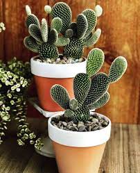 Go online or find a book on common cacti and compare pictures and descriptions to figure out which cactus you. 7 Tips To Keep Your Small Succulents And Cacti Alive And Thriving Plants Cacti And Succulents Opuntia Microdasys