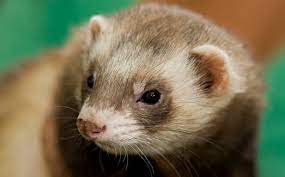 The hair loss can cover the entire body, or be limited to certain areas. Why Is My Ferret Losing Hair Bechewy